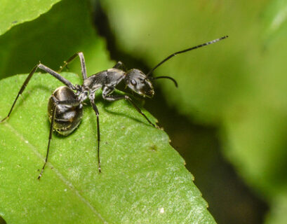 Black garden ant walking across a green leaf in natural outdoor environment.
