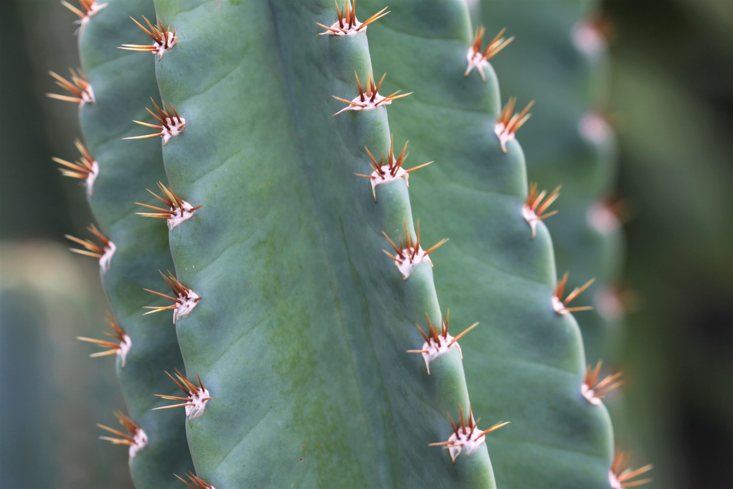 Detailed close-up of cactus skin and spines showing the structure of a healthy oxygen-producing cactus plant.
