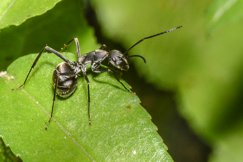 Black garden ant walking across a green leaf in natural outdoor environment.