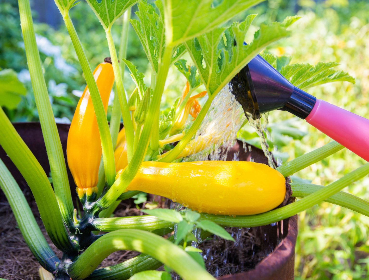 Water soluble fertilizer being applied to yellow squash plants in a home vegetable garden.