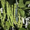 Best Fertilizer for Pole Beans: 7 Proven Picks That Double Your Harvest Mature pole bean pods hanging from healthy climbing vines in a well-maintained vegetable garden.