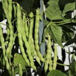 Mature pole bean pods hanging from healthy climbing vines in a well-maintained vegetable garden.