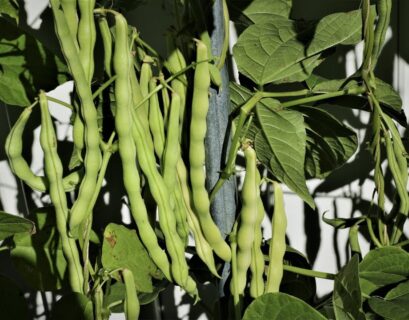 Mature pole bean pods hanging from healthy climbing vines in a well-maintained vegetable garden.