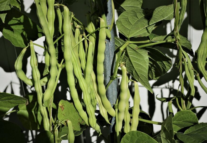 Mature pole bean pods hanging from healthy climbing vines in a well-maintained vegetable garden.