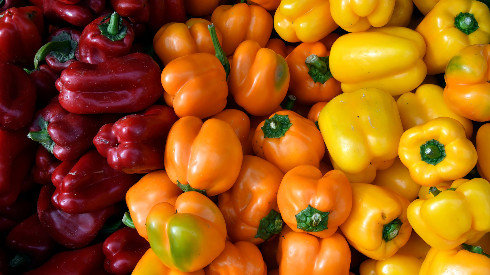 Assorted colorful peppers harvested from healthy plants grown from germinated pepper seeds.