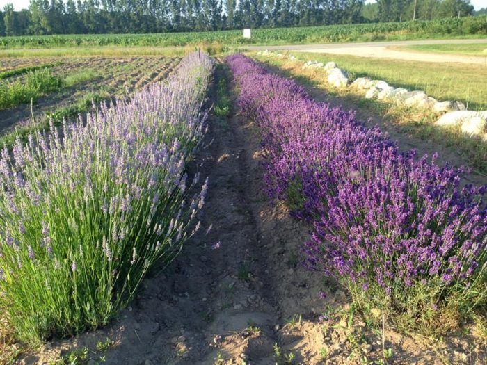 Lavender field growing in neat rows on a Michigan farm during peak blooming season.