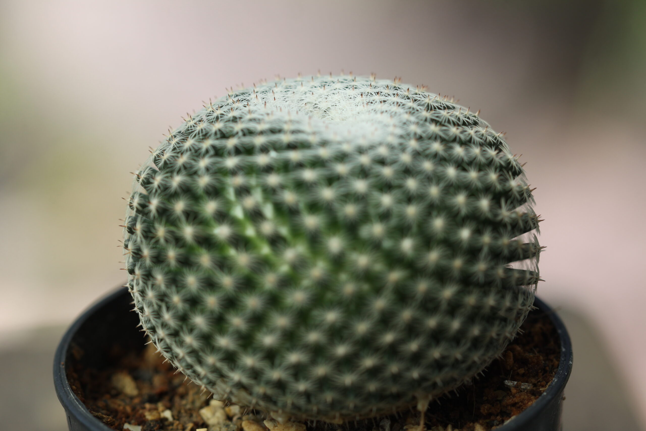 Round cactus plant in a small pot commonly used as an indoor air-purifying succulent plant.