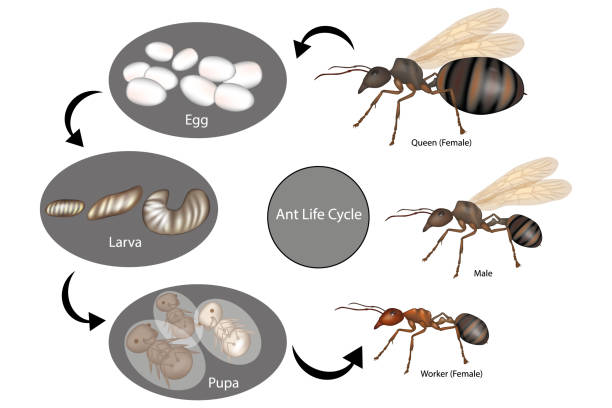 Black garden ant life cycle diagram showing egg, larva, pupa and adult ant stages.