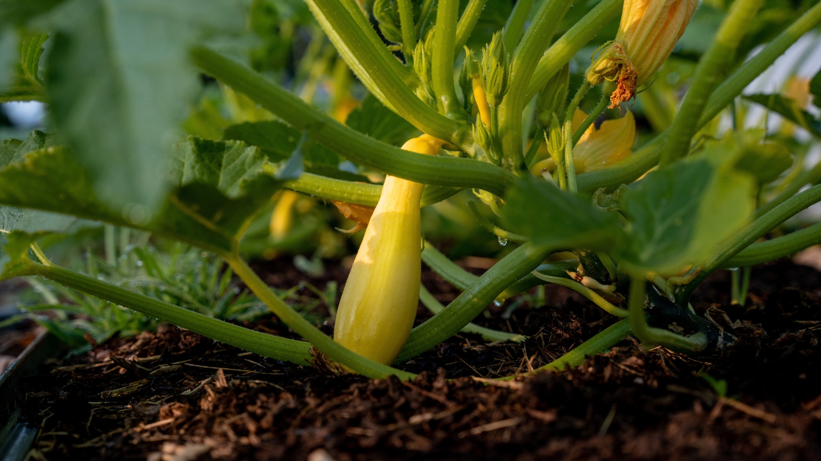Young yellow squash developing on a healthy garden plant with rich organic fertilizer in soil.