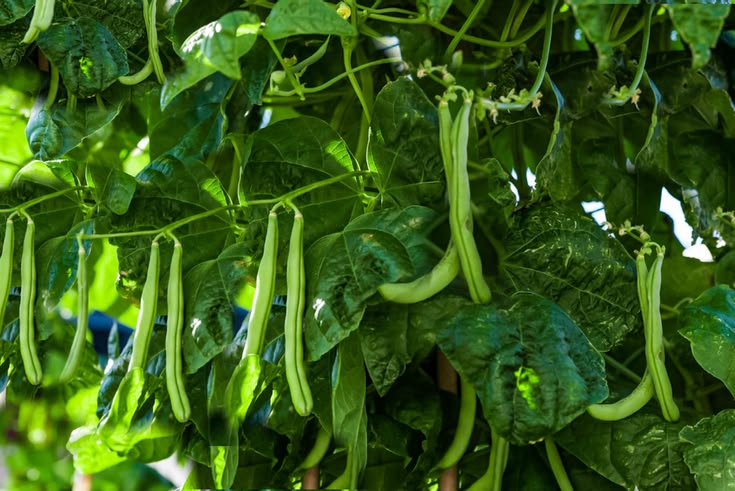 Large pole bean plants covered with green pods growing densely on climbing vines outdoors.