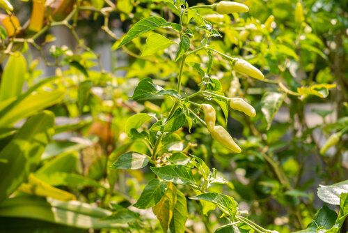 Green pepper plants growing outdoors after successful germination using the paper towel method.