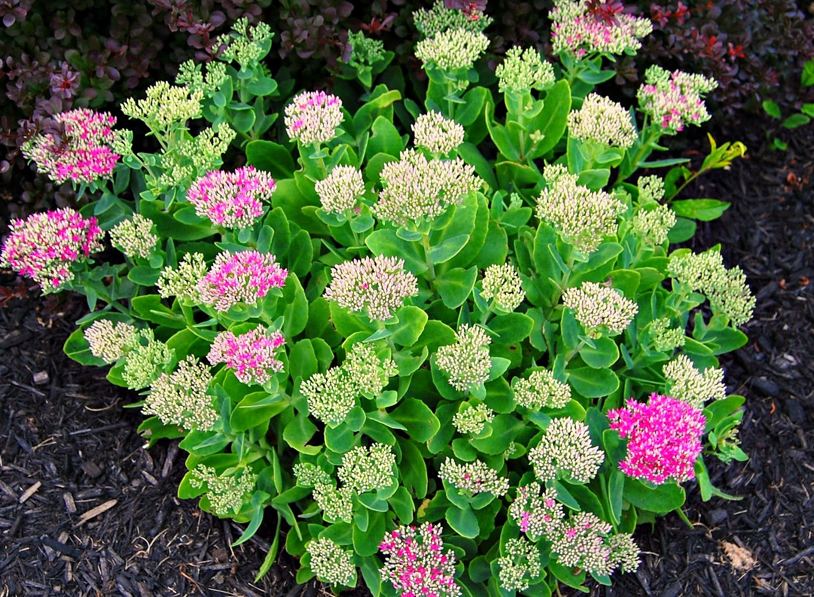 Hardy sedum plants growing in mulch beds as low-maintenance landscaping plants for Michigan gardens.