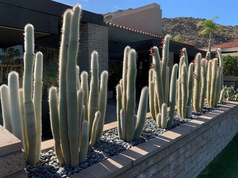 Tall columnar cactus plants growing in a modern landscape garden under bright sunlight.