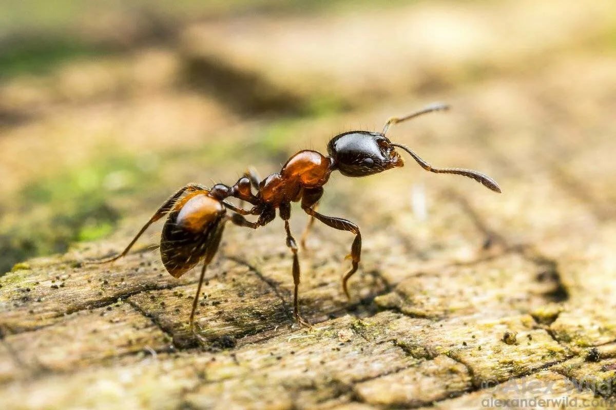 Macro image of a black garden ant standing on tree bark outdoors.