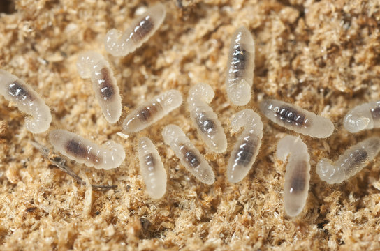 Black garden ant larvae and eggs inside underground nest close-up.
