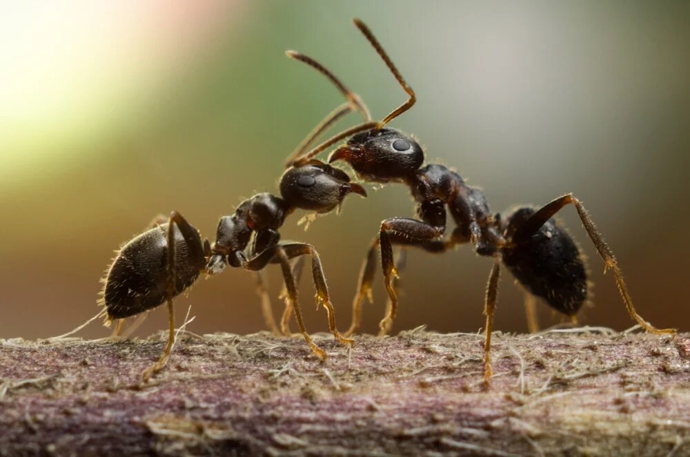 Two black garden ants communicating on wood surface macro photography.