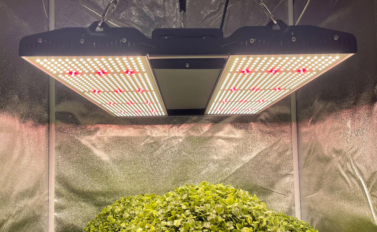 Full spectrum solar powered LED grow lights hanging over lush green plants