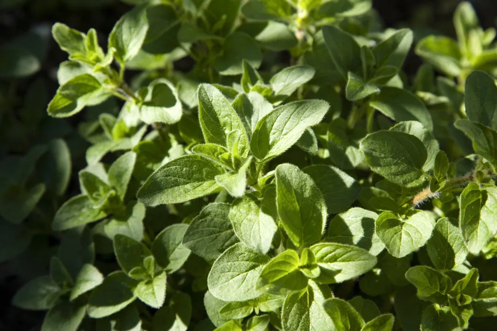 Fresh oregano herb leaves growing densely as a drought tolerant edible plant for window boxes.