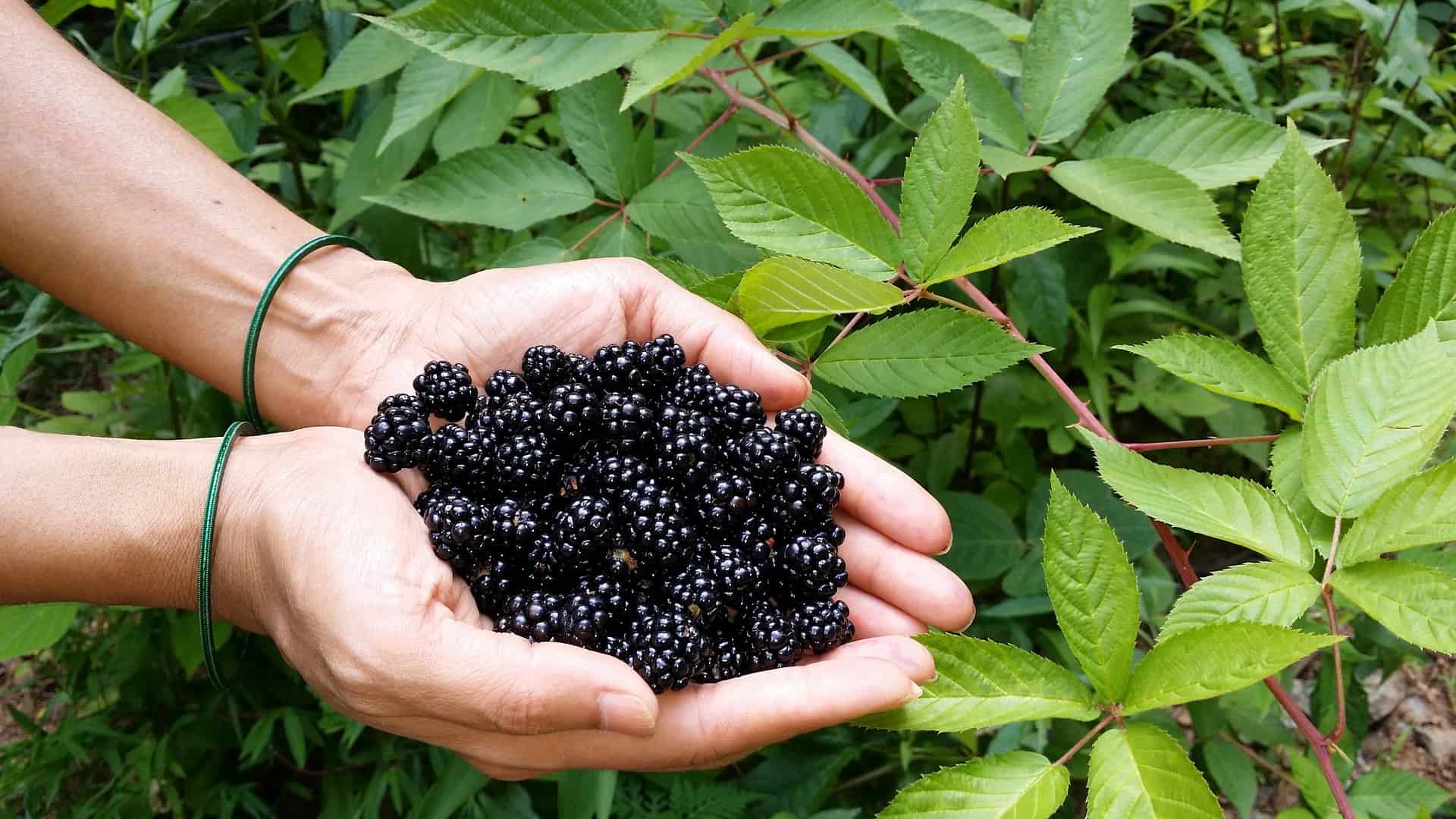 Hands holding freshly picked ripe blackberries in a lush garden for healthy blackberry harvest and fertilized berry plants.