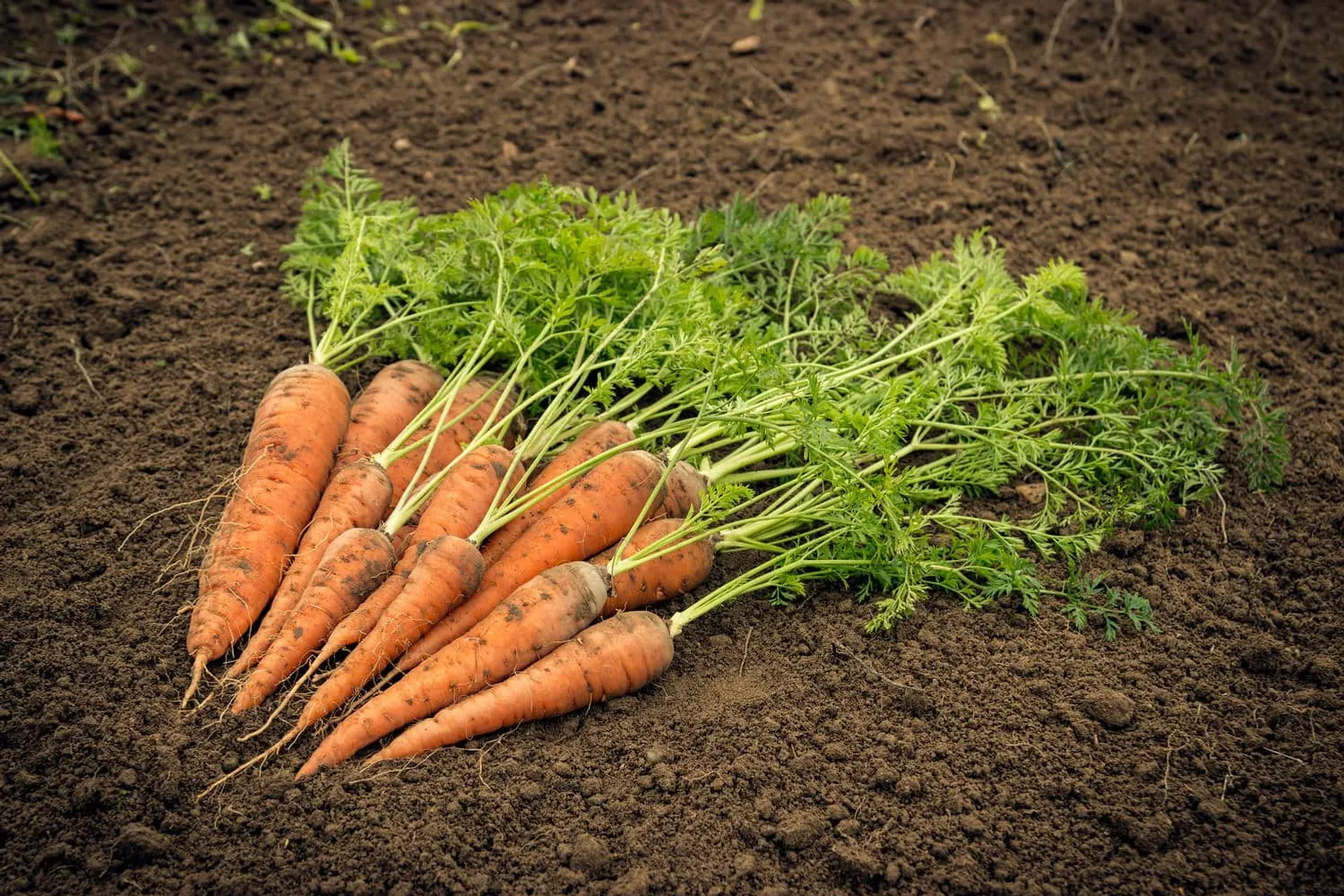 Freshly harvested drought and heat tolerant carrots lying on dark garden soil after summer harvest.