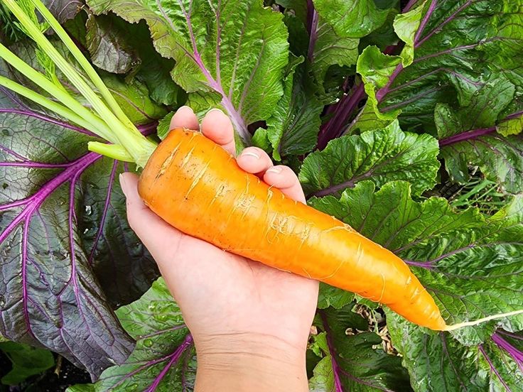 Hand holding a large heat tolerant carrot freshly picked from a sunny vegetable garden.