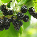 Clusters of ripe blackberries growing on vine with organic fertilizer support for bigger blackberry production.