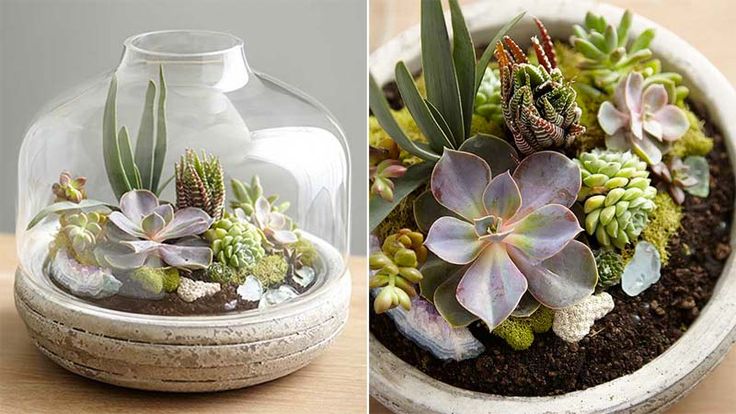 Small open terrarium plants with colorful succulents arranged inside clear glass jars and shallow planters.