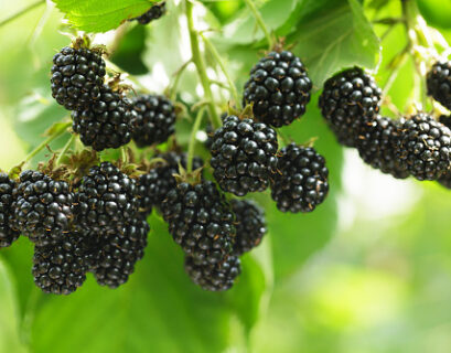 Clusters of ripe blackberries growing on vine with organic fertilizer support for bigger blackberry production.