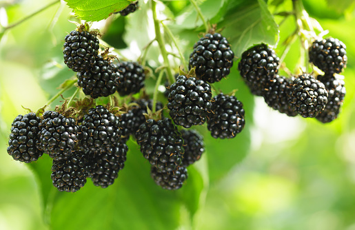 Clusters of ripe blackberries growing on vine with organic fertilizer support for bigger blackberry production.