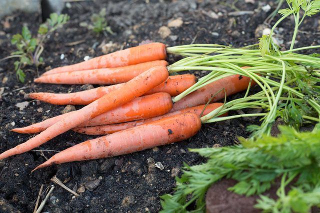 Rustic homegrown carrots harvested from soil during hot summer gardening season.