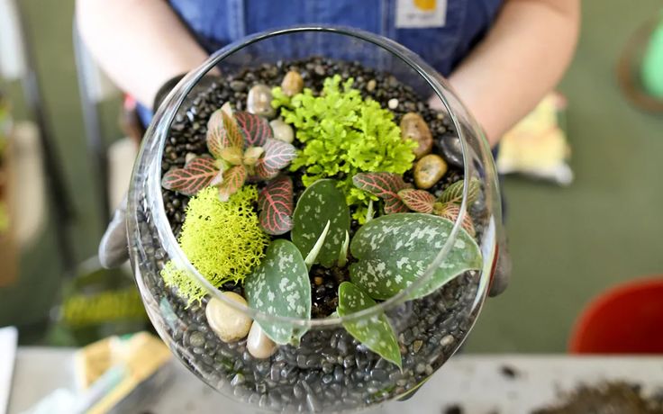 Person holding a round open terrarium filled with succulents, moss, and decorative stones for indoor gardening inspiration.