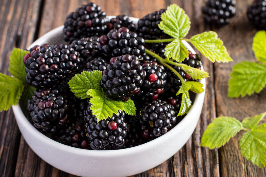 Bowl filled with fresh organic blackberries harvested from fertilized blackberry bushes.
