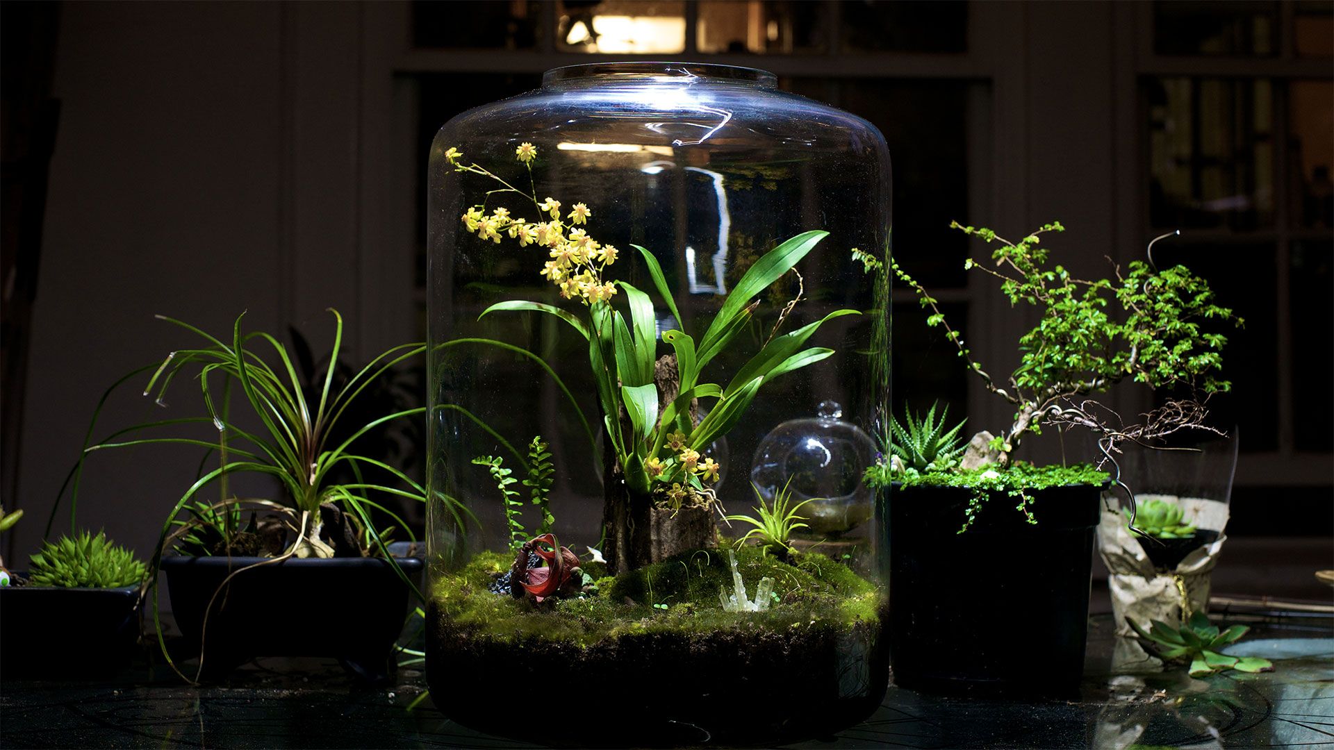 Large open terrarium with tropical plants and moss displayed under a glass dome in a dark indoor setting.