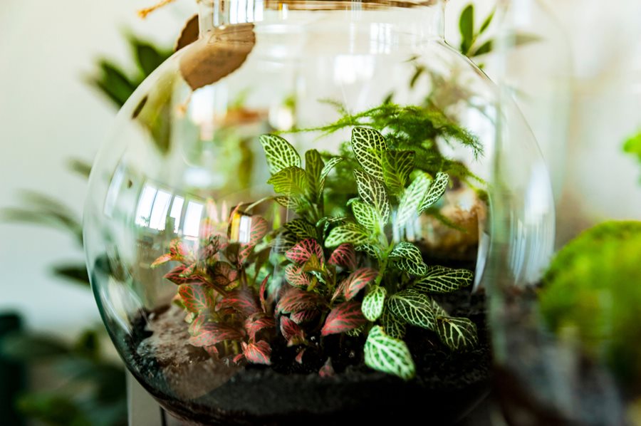 Best open terrarium plants displayed inside a stylish glass bowl terrarium with moss, succulents, and miniature greenery on a wooden table.