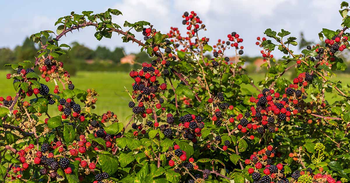 Large blackberry farm field filled with ripe berries growing using proper fertilization methods.