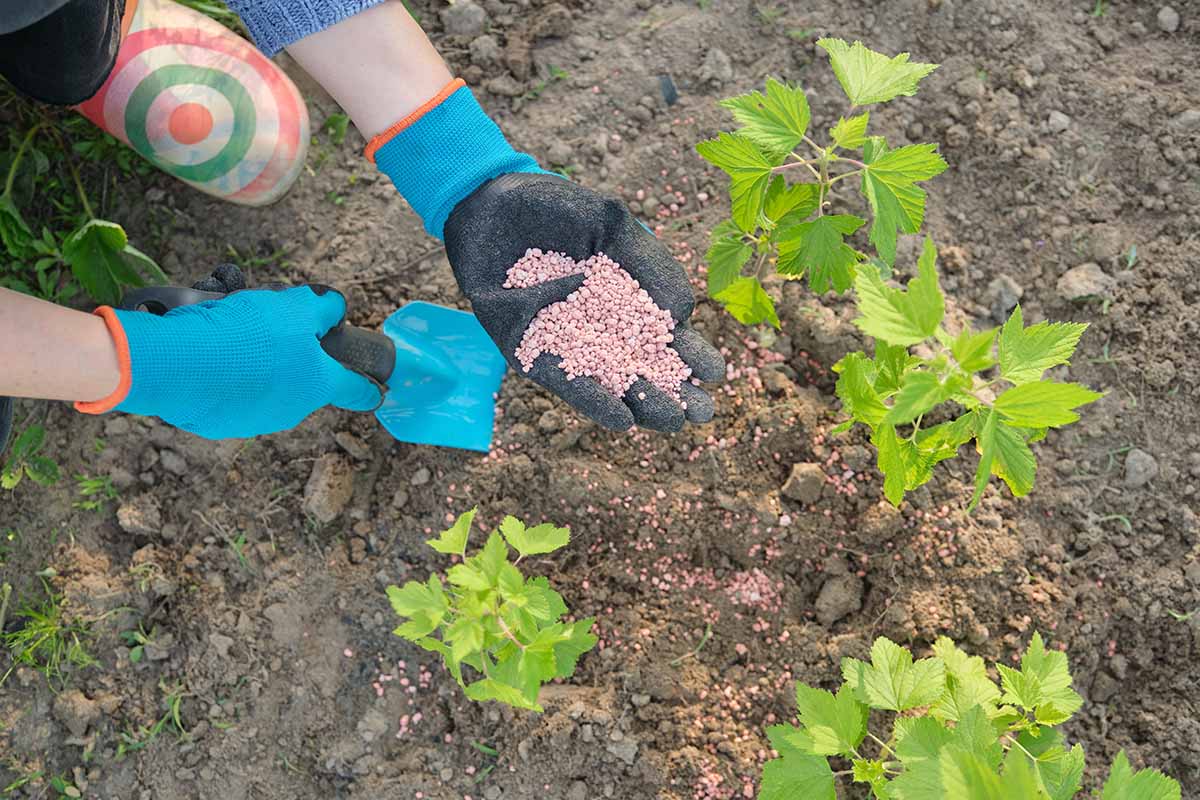 Gardener applying fertilizer around young blackberry plants for stronger growth and sweeter berries.