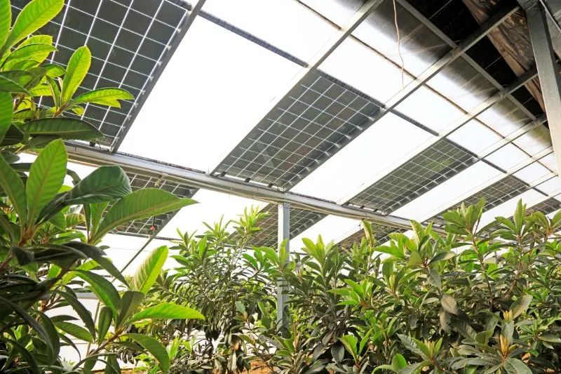 Greenhouse lights solar installed on a modern greenhouse ceiling supporting healthy green plant growth and energy savings.