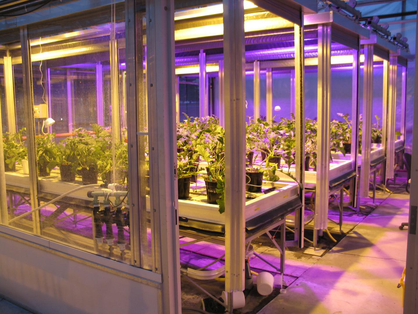 Indoor greenhouse grow room with purple solar-powered LED grow lights boosting plant production efficiently.