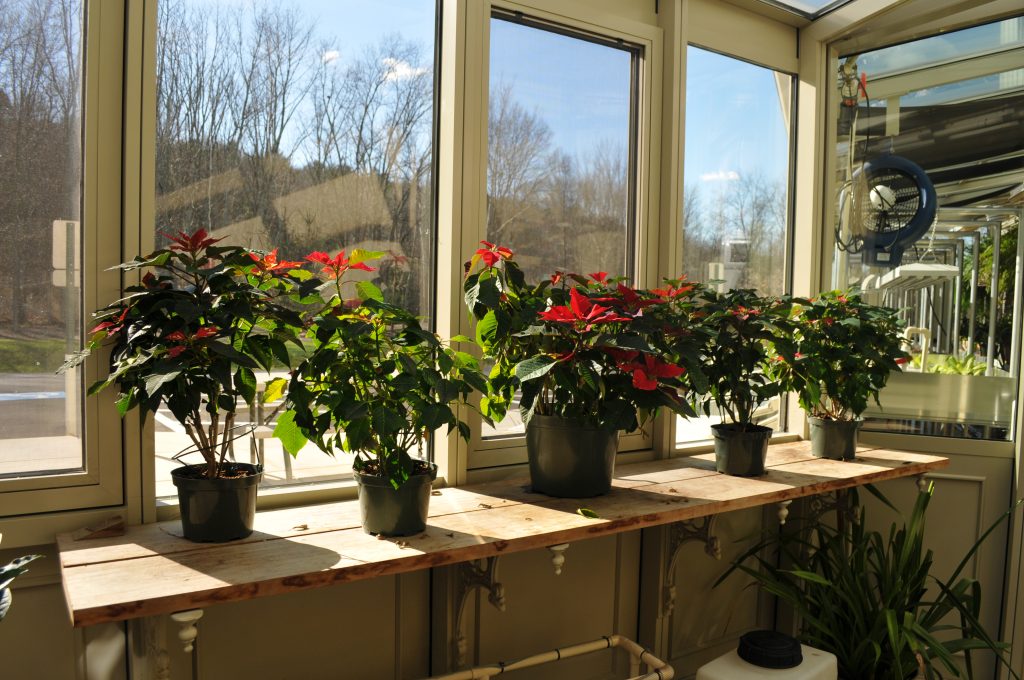 Small greenhouse workspace with solar lighting and healthy indoor plants near bright windows.