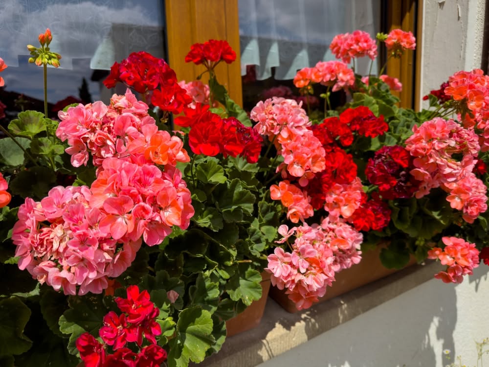 A lush window box filled with vibrant pink and red geraniums blooming due to proper fertilization.