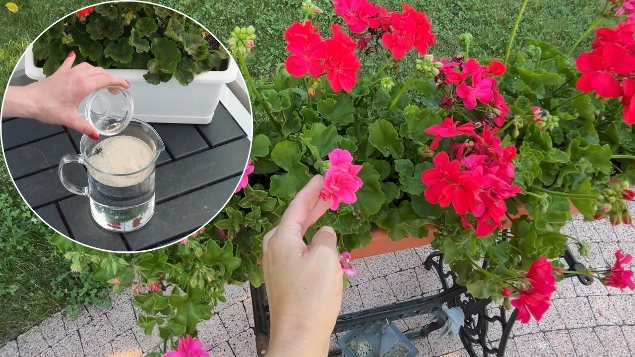 How to Fertilize Geraniums? A person applying liquid fertilizer to potted geranium plants to boost flower growth.