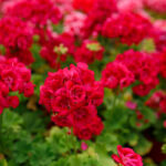 A dense field of bright red geranium flowers showing optimal growth from a high-phosphorus bloom booster.