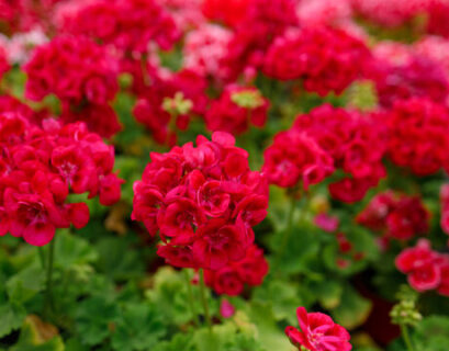 A dense field of bright red geranium flowers showing optimal growth from a high-phosphorus bloom booster.