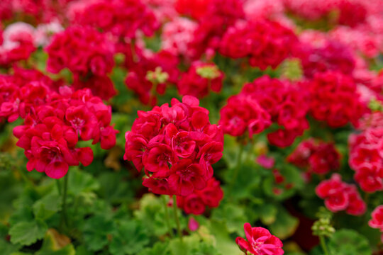 A dense field of bright red geranium flowers showing optimal growth from a high-phosphorus bloom booster.