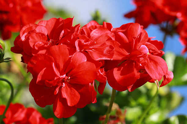 Detailed close-up of a healthy, vibrant red geranium blossom cluster.