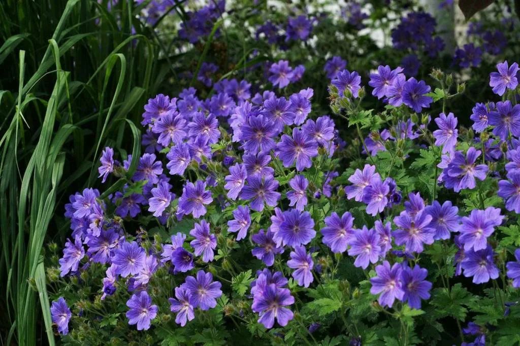 A lush, sprawling border of purple perennial geraniums flourishing in fertilized garden soil.