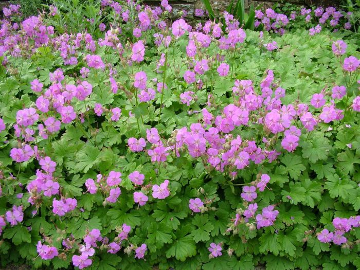 A wide groundcover bed of soft pink geraniums thriving in nutrient-rich organic soil.